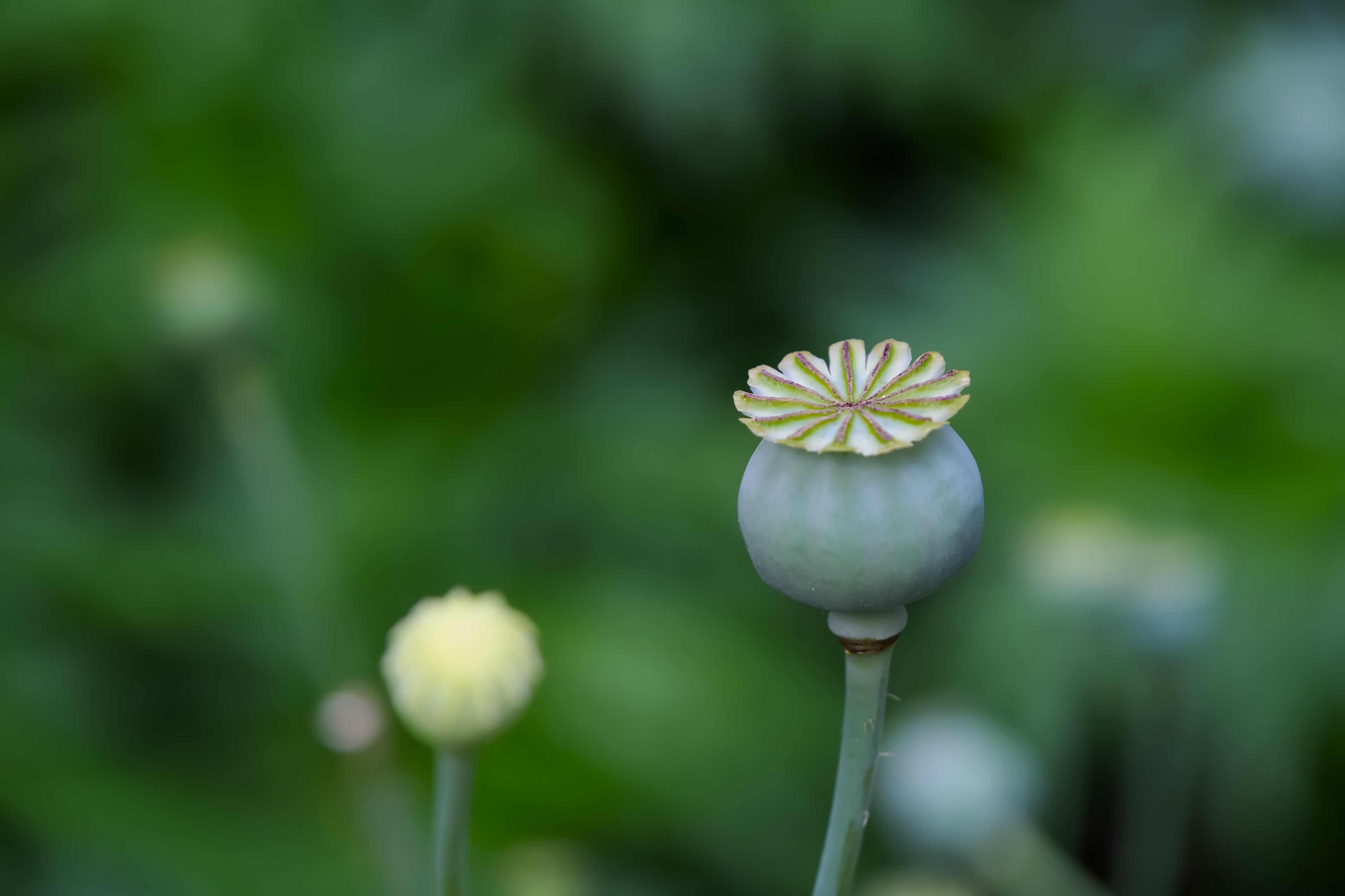 Apple Photos Document