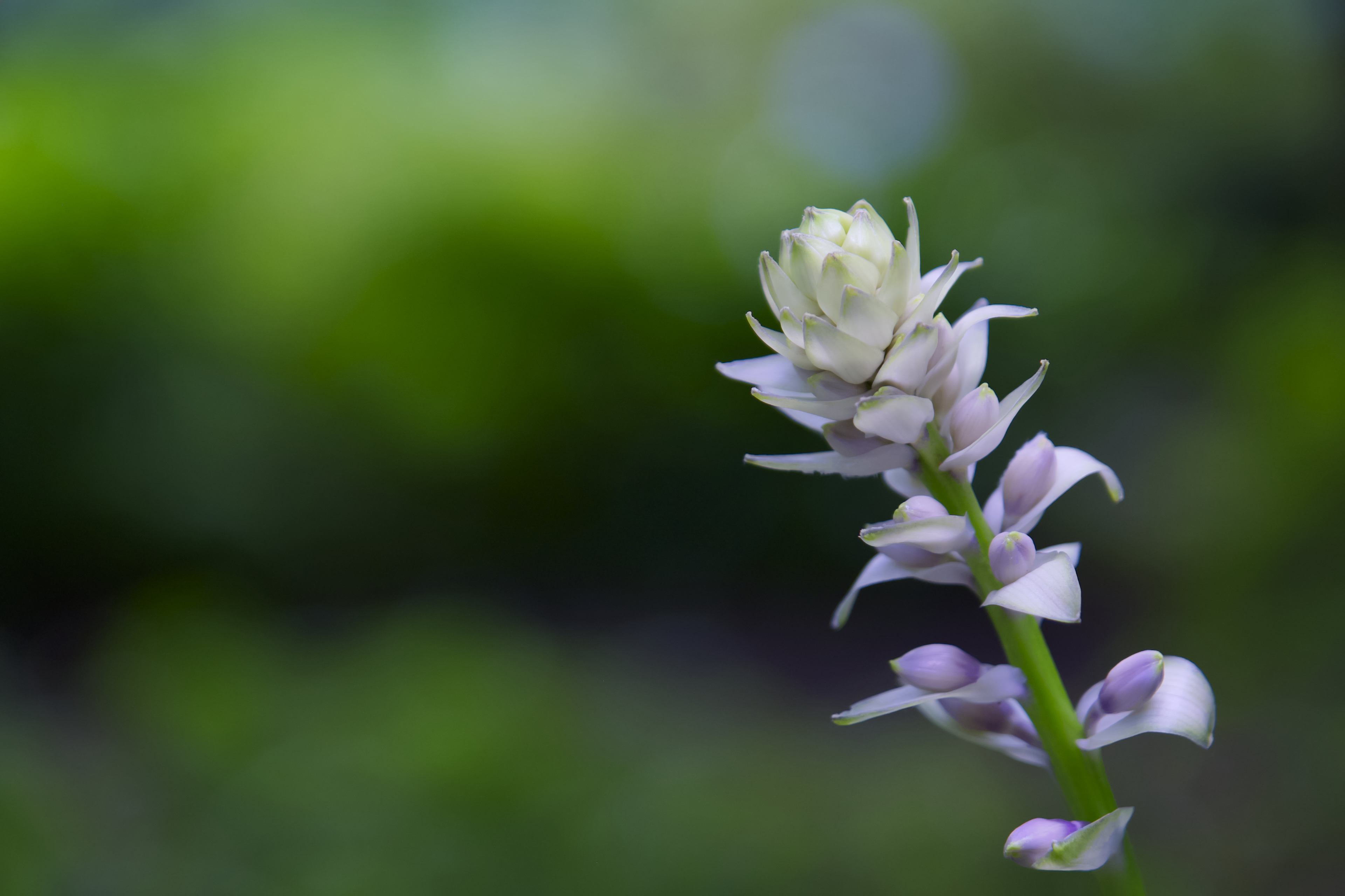 Apple Photos Document