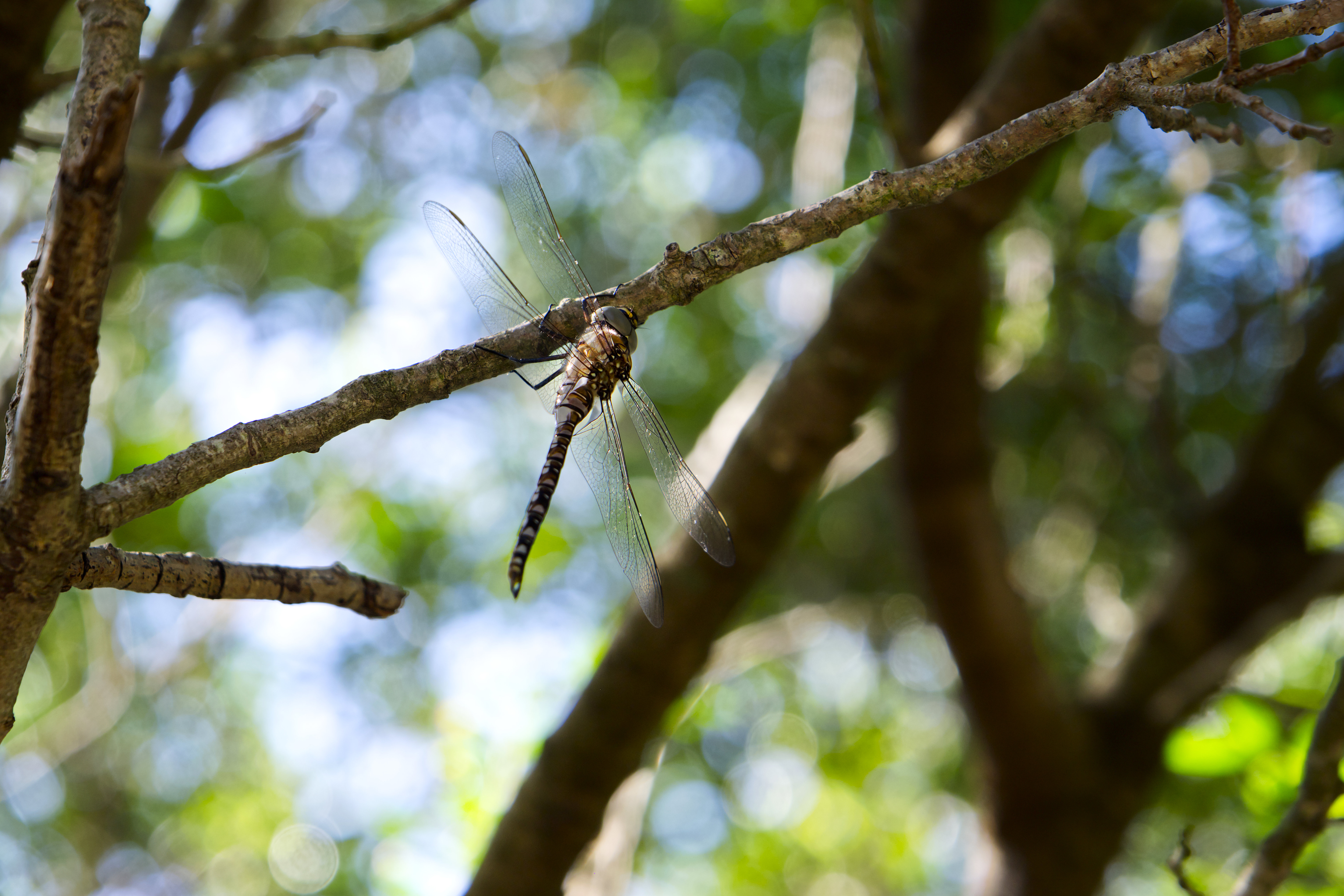 Apple Photos Document