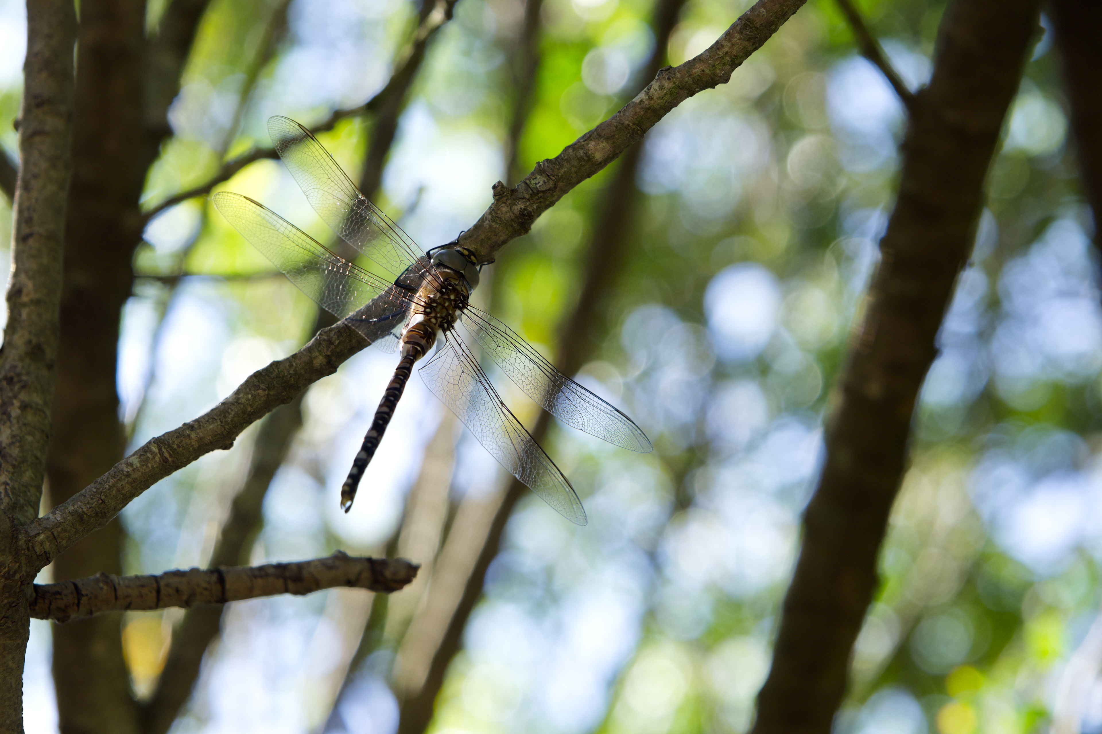 Apple Photos Document