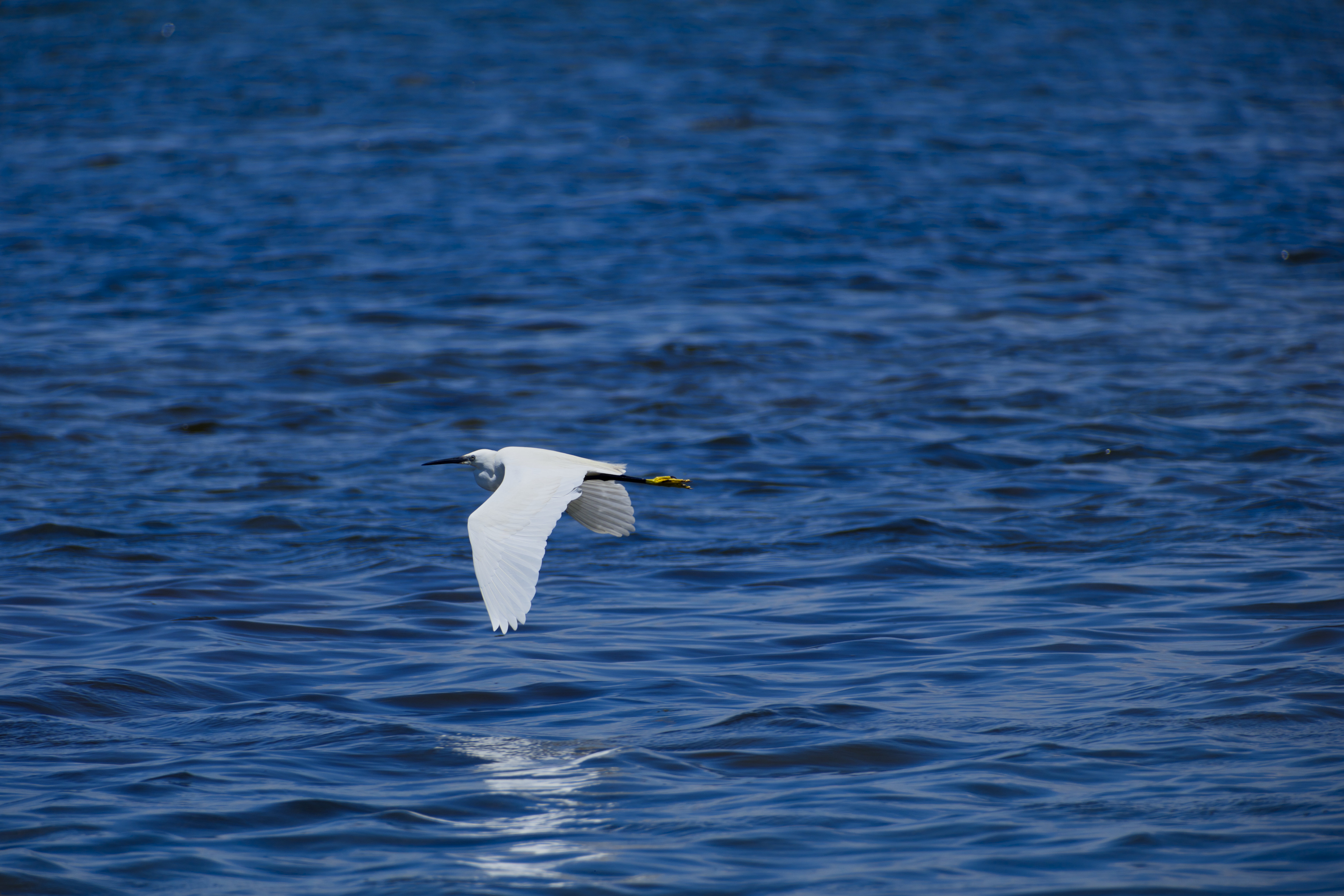 Apple Photos Document