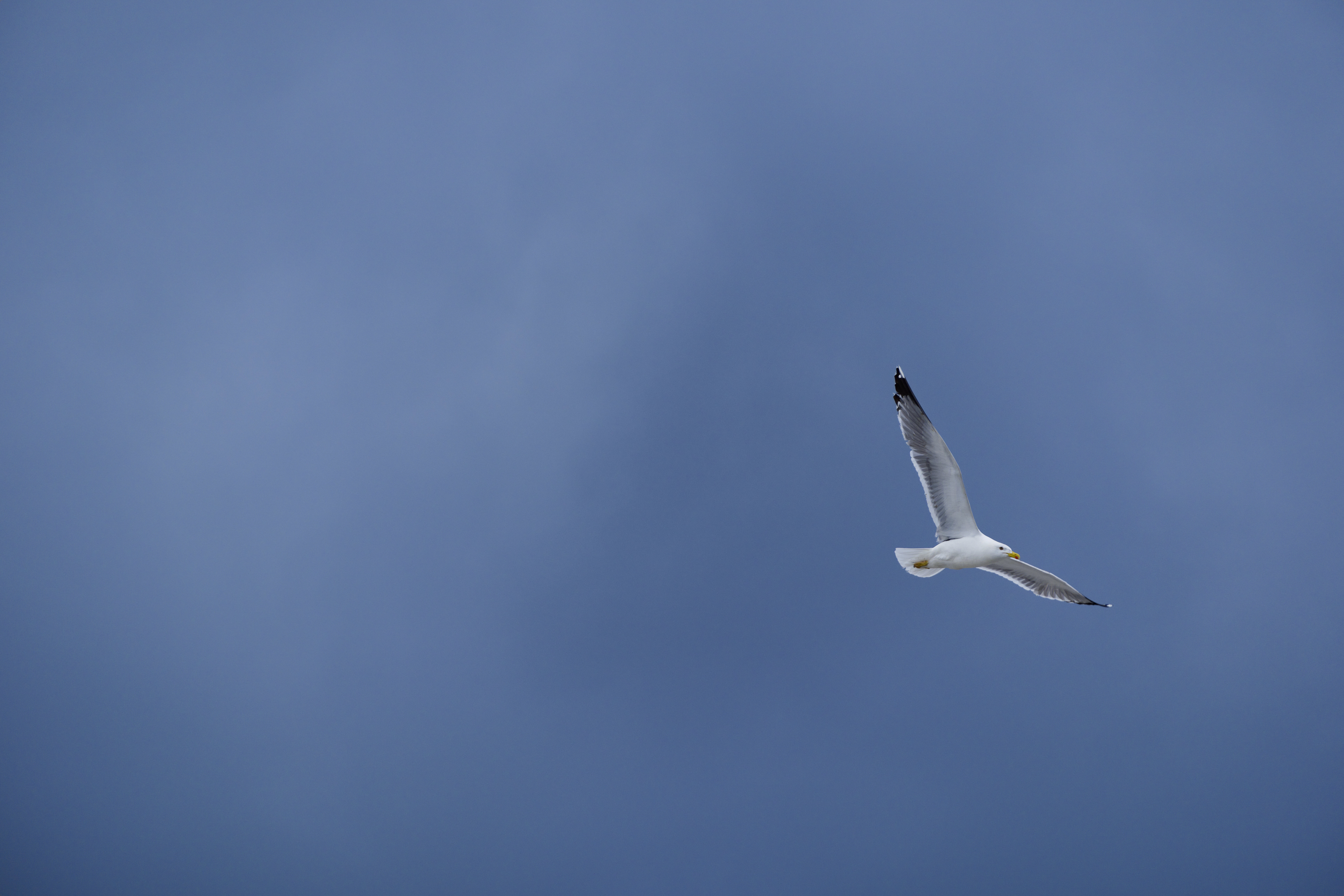 Apple Photos Document