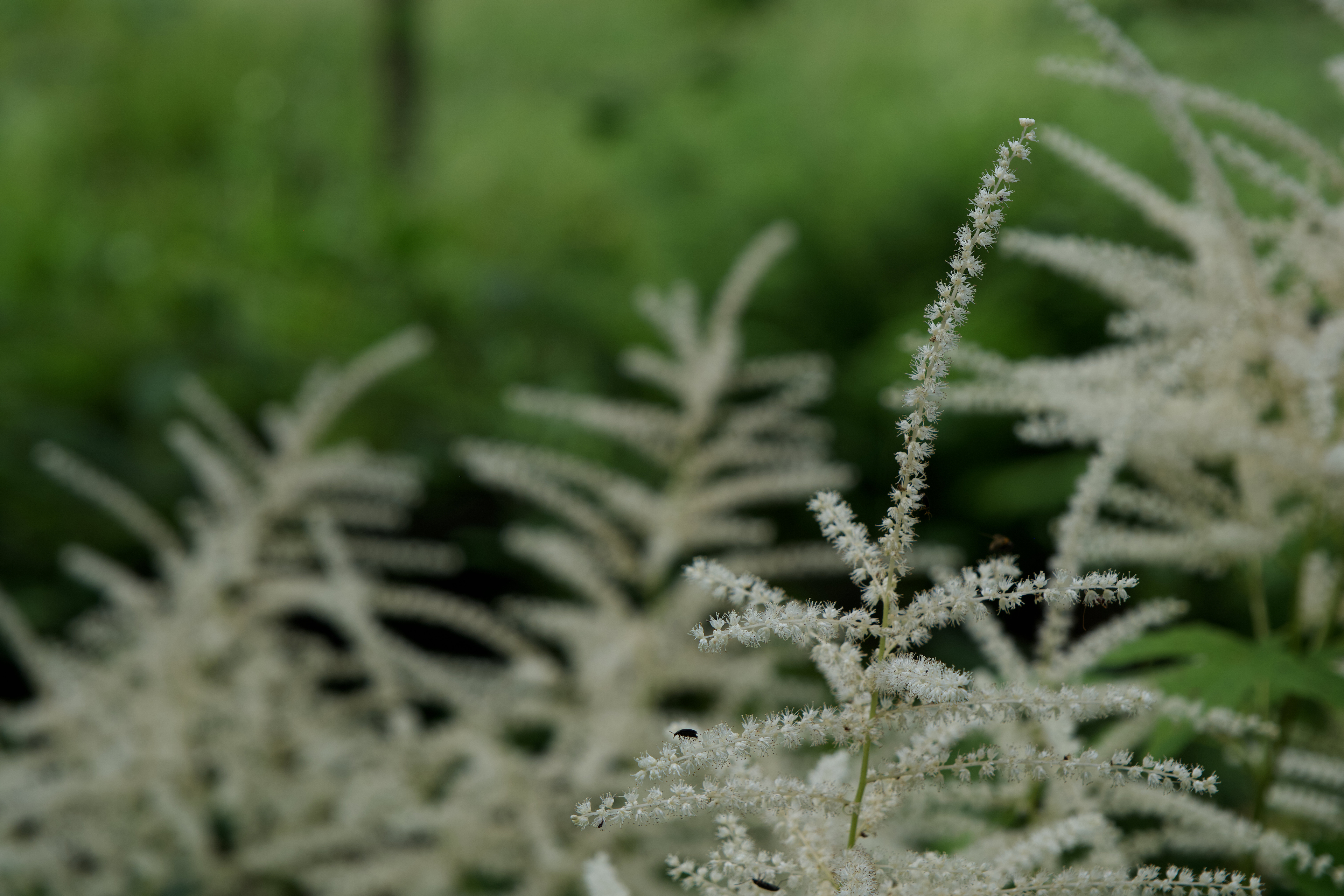 Apple Photos Document