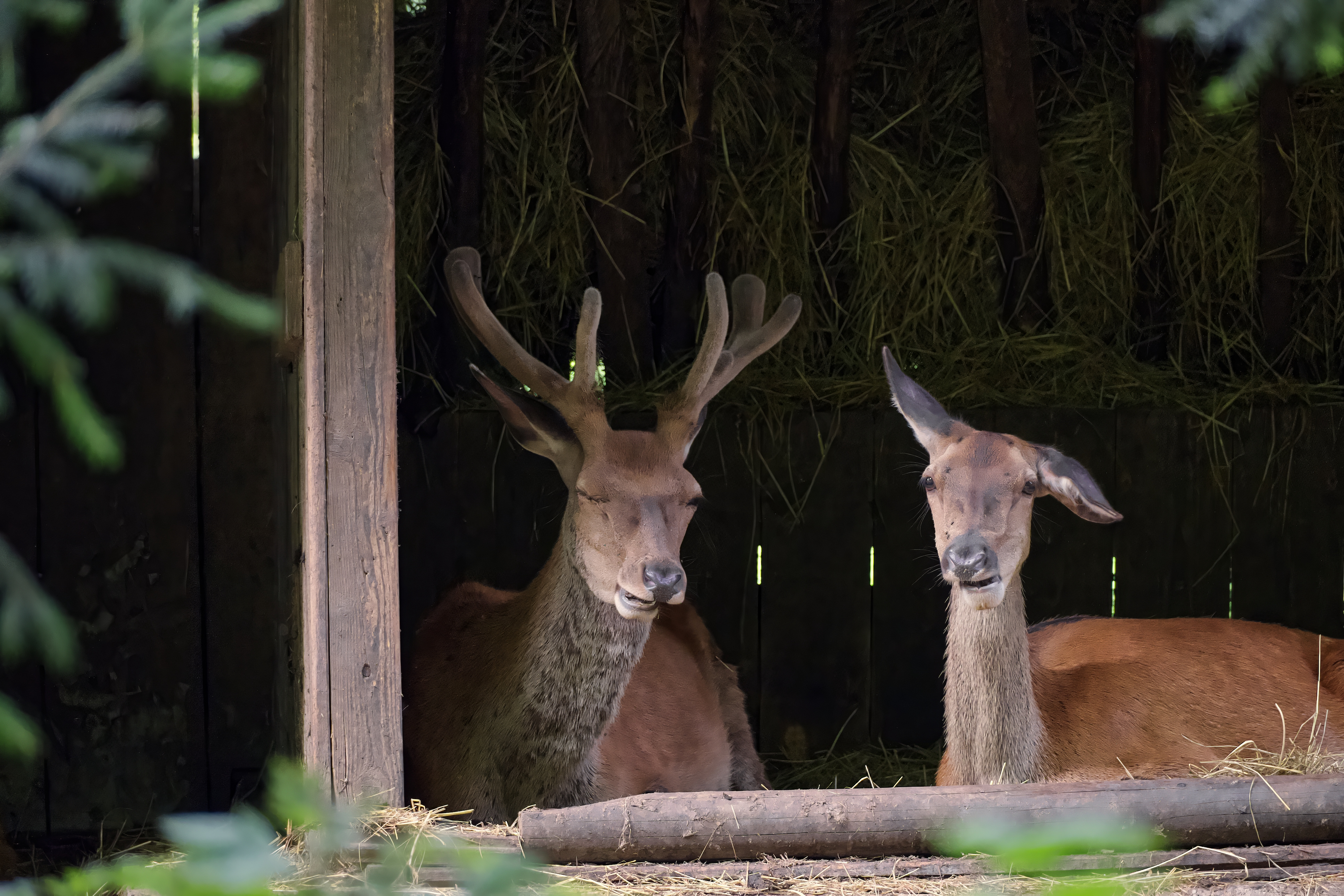 Apple Photos Document