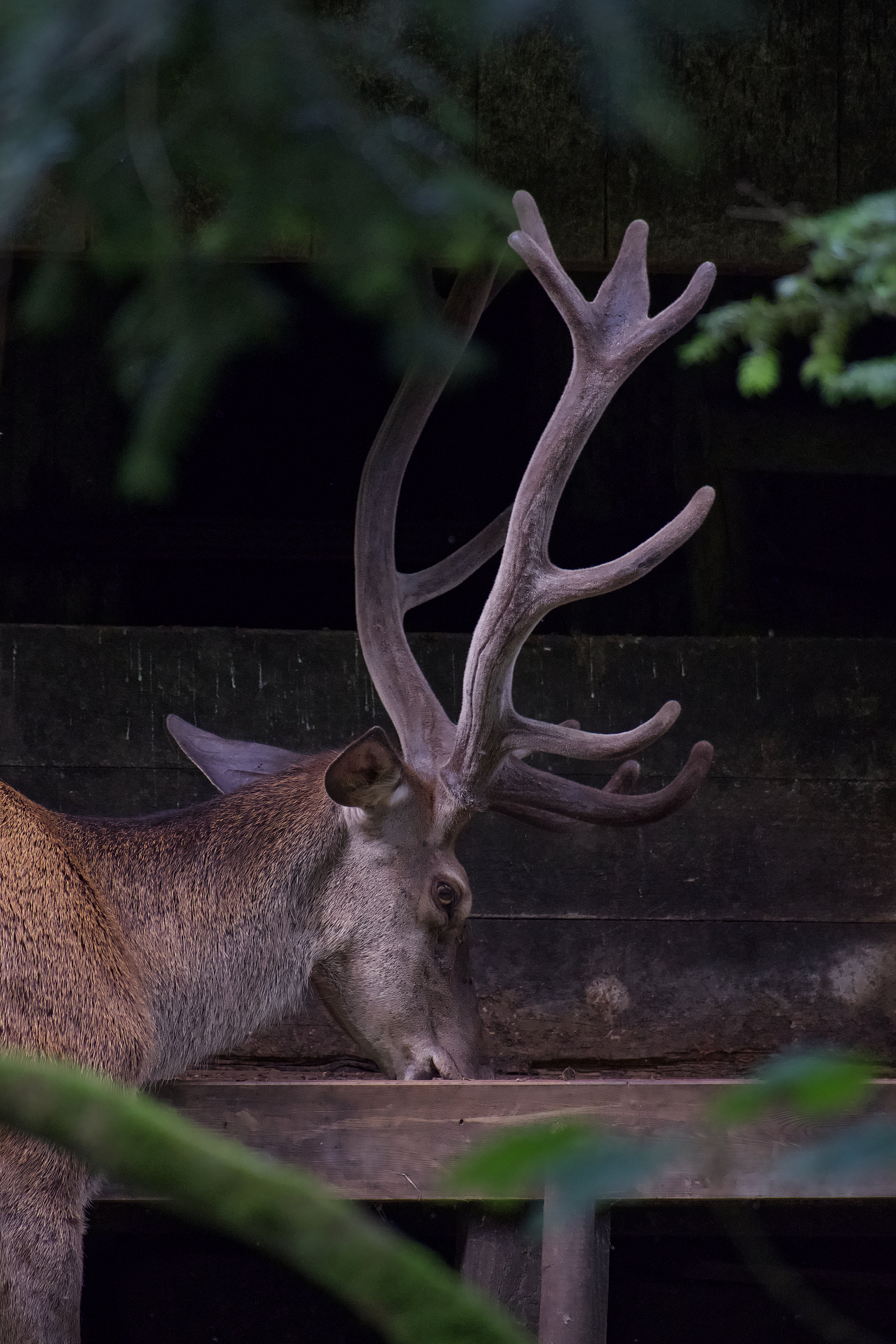 Apple Photos Document