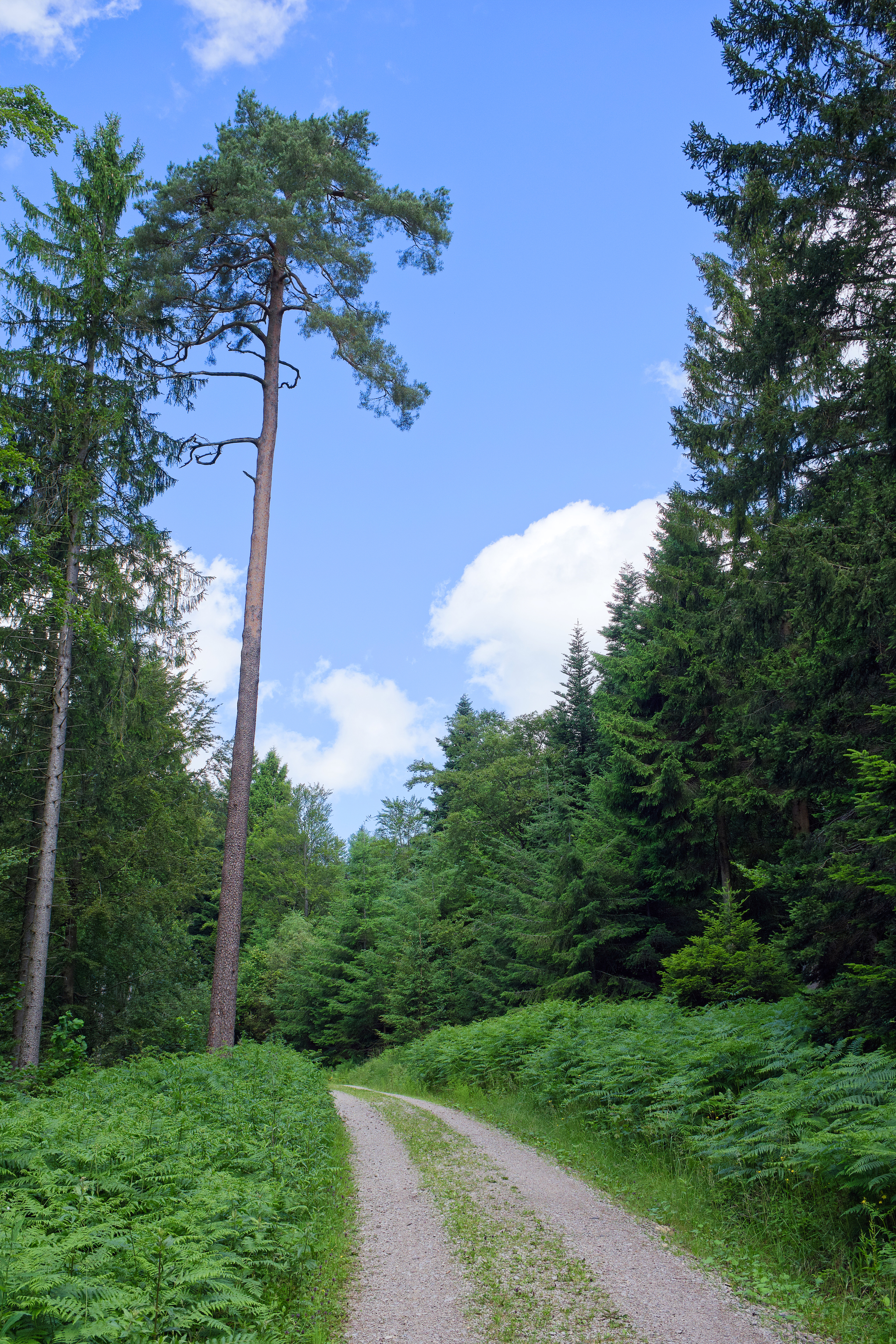 Apple Photos Document