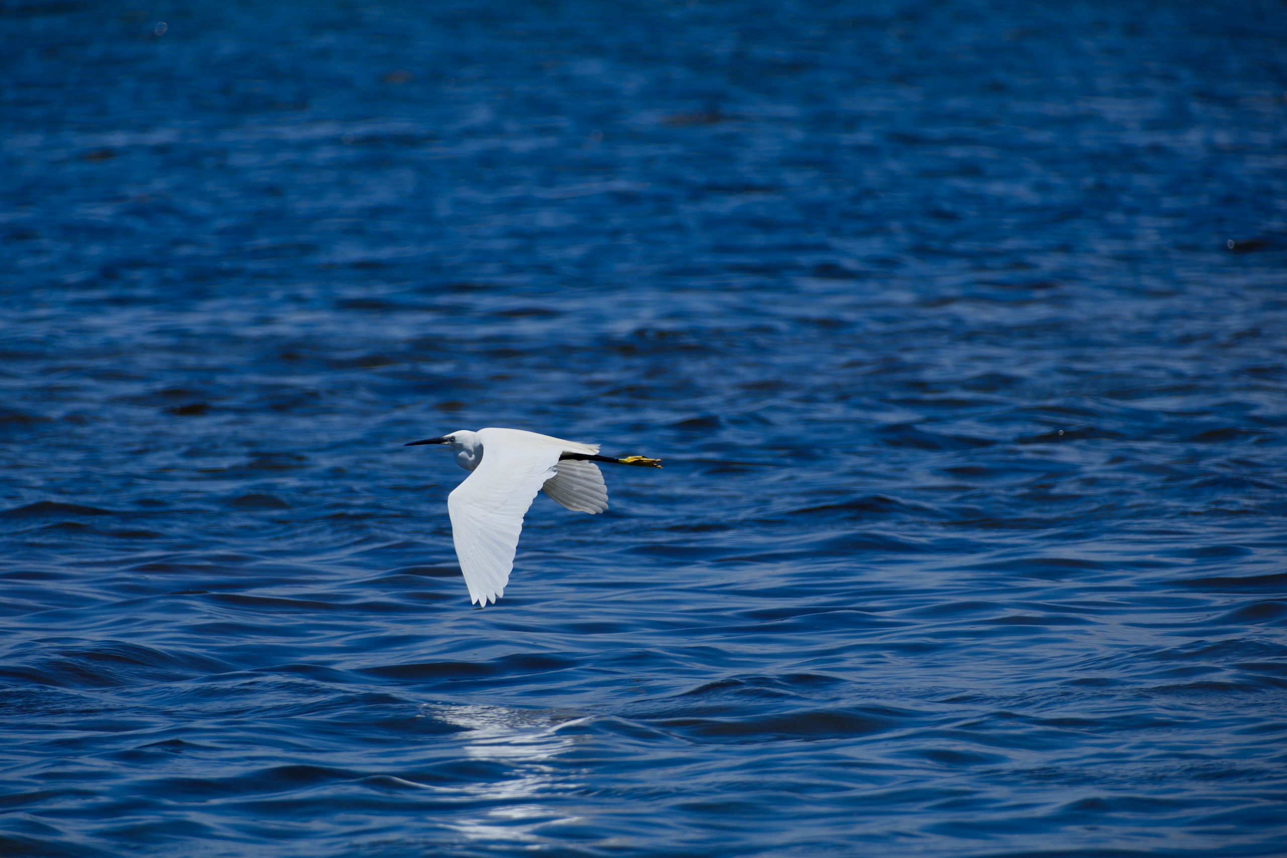 Apple Photos Document