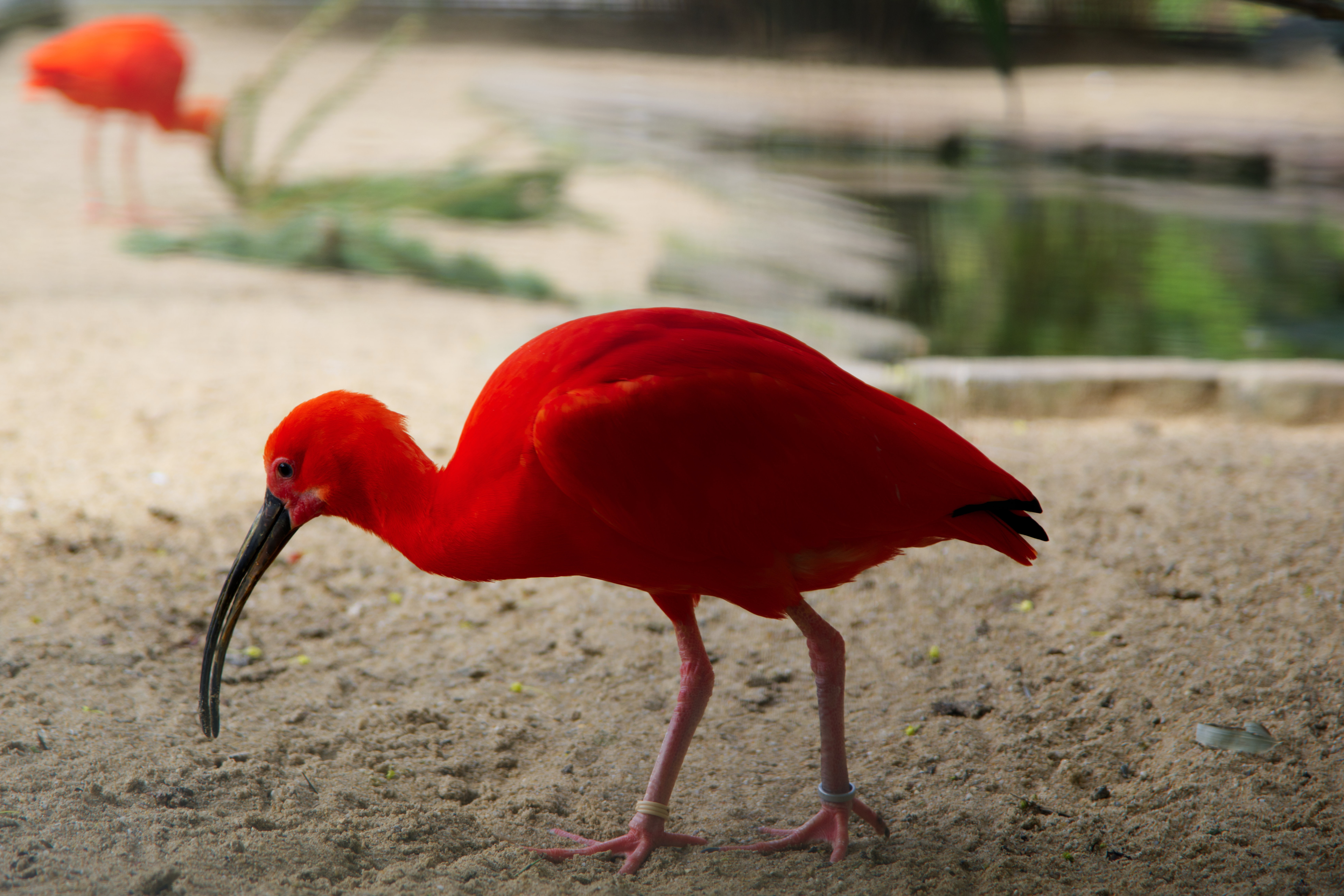 Apple Photos Document